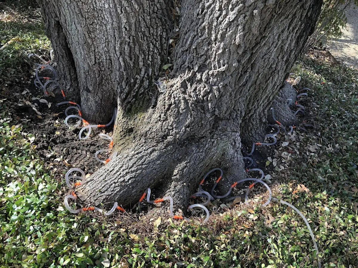 Detailed Tree Cabling and Bracing job site in Perkiomenville