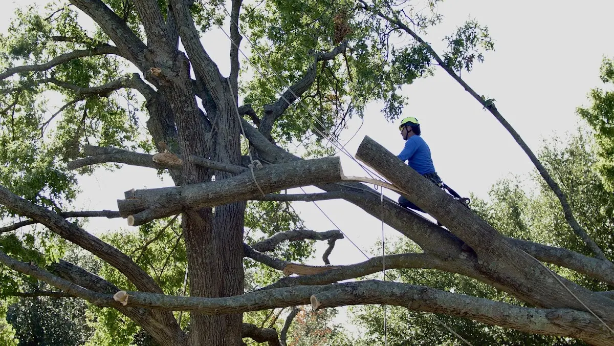 Professional Crown Thinning performed by certified arborists in Perkiomenville
