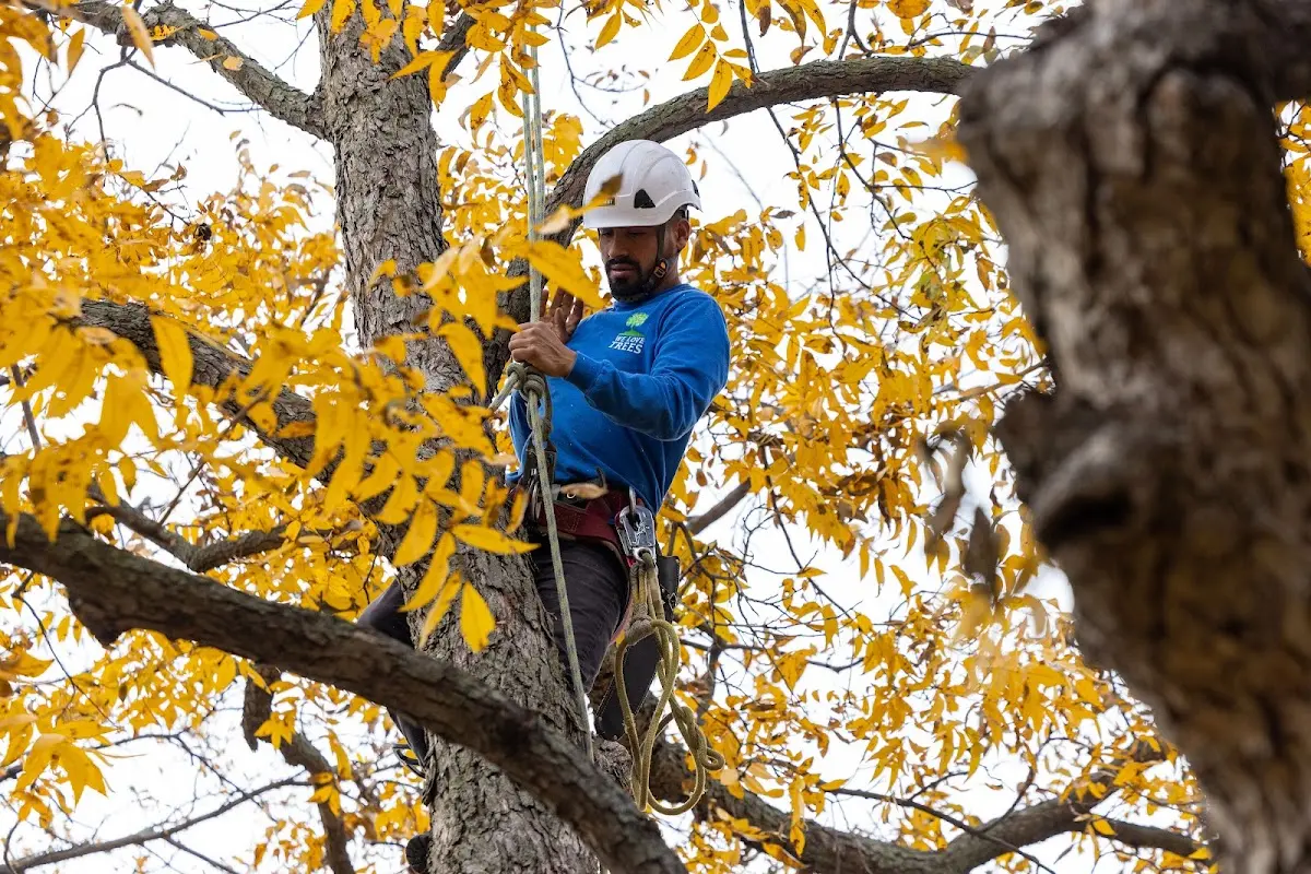 Skilled Tree Pruning crew working in Perkiomenville